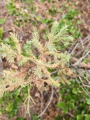 Juniperus californica