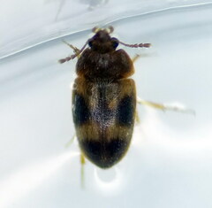 Litargus balteatus