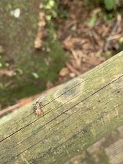 Heteroptera