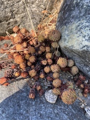 Petrosedum forsterianum