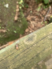 Heteroptera