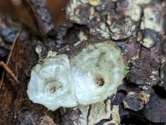 Trametes conchifer