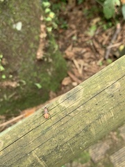 Heteroptera