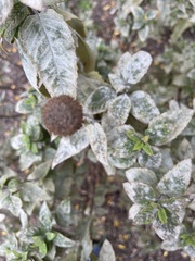 Erysiphaceae