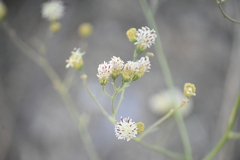 Bahieae
