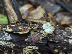 Trametes conchifer