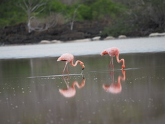 Phoenicopterus ruber