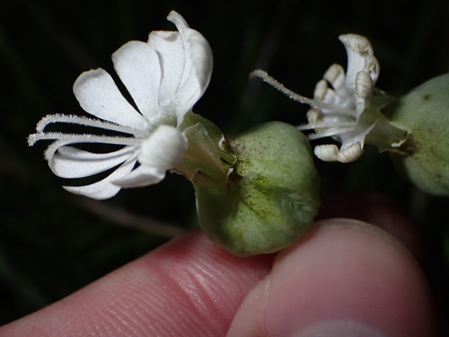 Silene vulgaris image