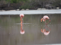 Phoenicopterus ruber