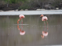 Phoenicopterus ruber
