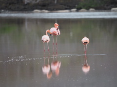 Phoenicopterus ruber