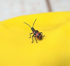 Neolema fasciata