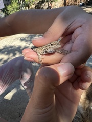 Sceloporus occidentalis