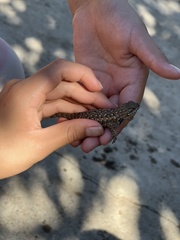 Sceloporus occidentalis
