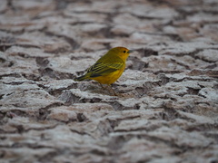 Setophaga petechia aureola