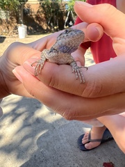 Sceloporus occidentalis