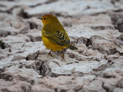 Setophaga petechia aureola