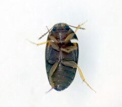 Litargus balteatus