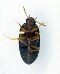 Litargus balteatus