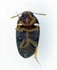 Litargus balteatus