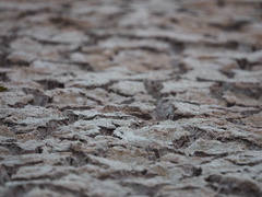 Setophaga petechia aureola