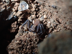 Xysticus verneaui