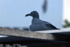 Leucophaeus fuliginosus