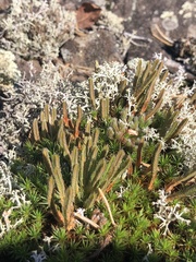 Selaginella rupestris