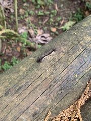 Noctuoidea