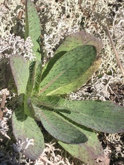 Pilosella piloselloides