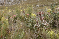 Protea eximia