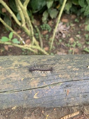 Noctuoidea