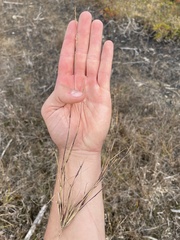 Sporobolus neglectus