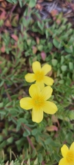 Linum africanum