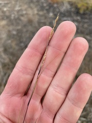 Sporobolus neglectus