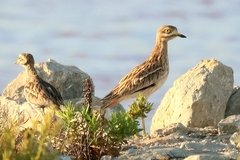 Burhinus oedicnemus