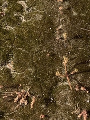 Ptychostomum imbricatulum