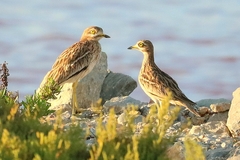 Burhinus oedicnemus