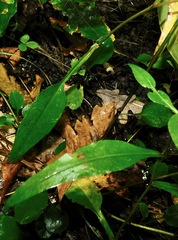 Symphyotrichum retroflexum