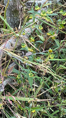 Bidens cernua