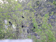 Chrysomus ruficapillus