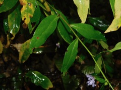 Symphyotrichum retroflexum