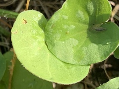 Dichondra