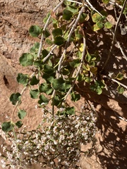 Eriogonum corymbosum