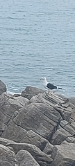 Larus dominicanus vetula