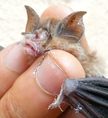 Rhinolophus