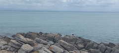 Larus dominicanus vetula