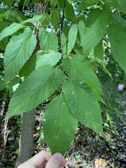 Celtis occidentalis
