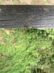 Lepidoptera