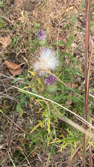 Cirsium vulgare